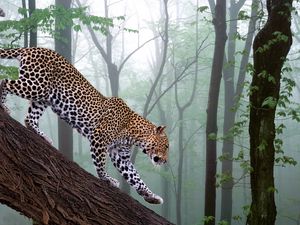 Preview wallpaper leopard, branch, trees, forest, fog