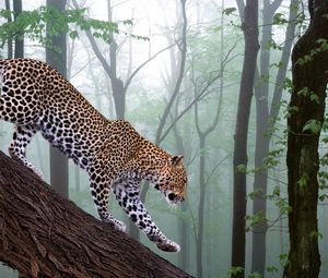 Preview wallpaper leopard, branch, trees, forest, fog