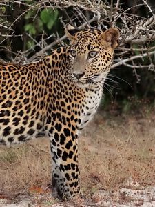 Preview wallpaper leopard, branches, stand, predator