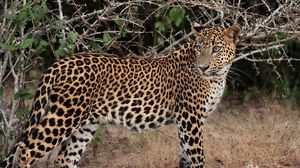 Preview wallpaper leopard, branches, stand, predator