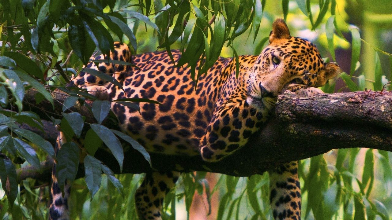 Wallpaper leopard, branches, trees, lie down, predator