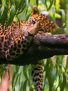 Preview wallpaper leopard, branches, trees, lie down, predator