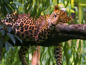 Preview wallpaper leopard, branches, trees, lie down, predator