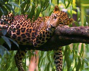 Preview wallpaper leopard, branches, trees, lie down, predator