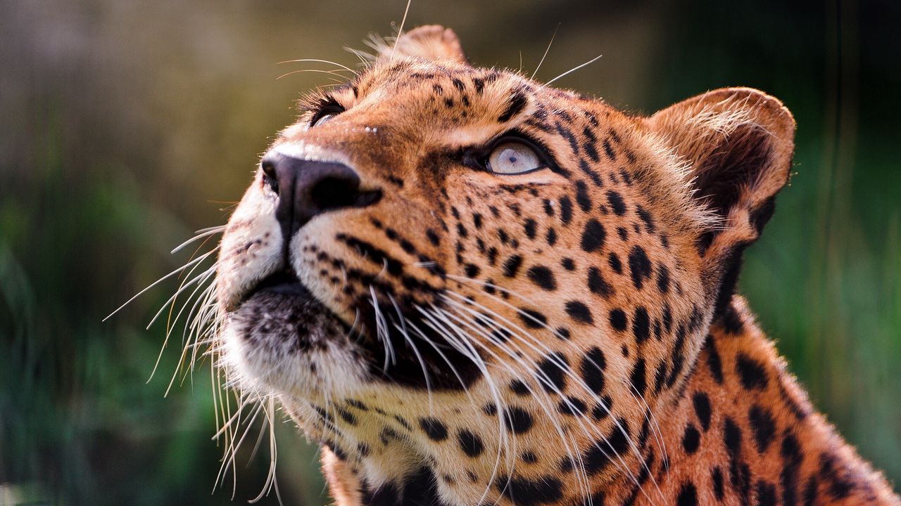 Wallpaper leopard, brooding, eyes, muzzle