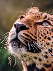 Preview wallpaper leopard, brooding, eyes, muzzle