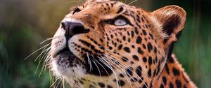 Preview wallpaper leopard, brooding, eyes, muzzle