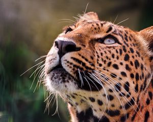 Preview wallpaper leopard, brooding, eyes, muzzle