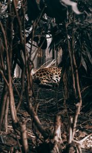 Preview wallpaper leopard, bushes, predator, jungle