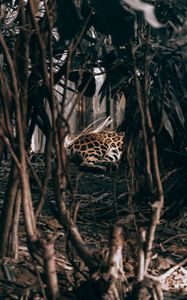 Preview wallpaper leopard, bushes, predator, jungle