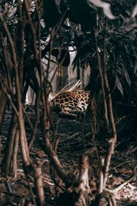 Preview wallpaper leopard, bushes, predator, jungle