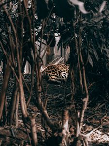 Preview wallpaper leopard, bushes, predator, jungle