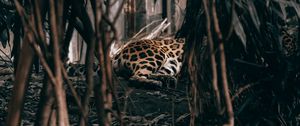 Preview wallpaper leopard, bushes, predator, jungle