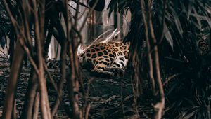 Preview wallpaper leopard, bushes, predator, jungle