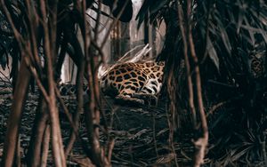 Preview wallpaper leopard, bushes, predator, jungle