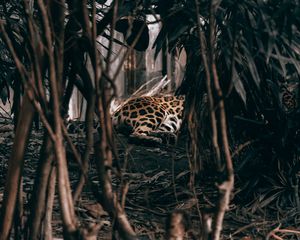 Preview wallpaper leopard, bushes, predator, jungle