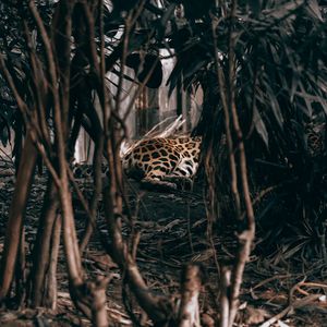 Preview wallpaper leopard, bushes, predator, jungle