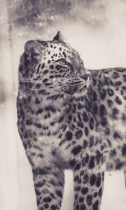 Preview wallpaper leopard, bw, predator, big cat