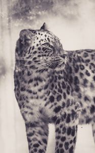 Preview wallpaper leopard, bw, predator, big cat