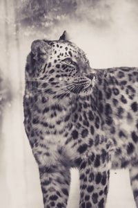 Preview wallpaper leopard, bw, predator, big cat