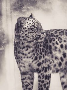 Preview wallpaper leopard, bw, predator, big cat