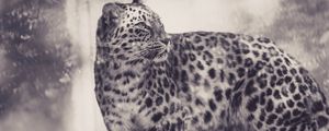 Preview wallpaper leopard, bw, predator, big cat