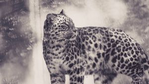 Preview wallpaper leopard, bw, predator, big cat