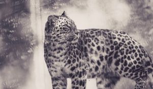 Preview wallpaper leopard, bw, predator, big cat