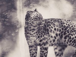 Preview wallpaper leopard, bw, predator, big cat