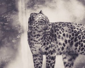 Preview wallpaper leopard, bw, predator, big cat