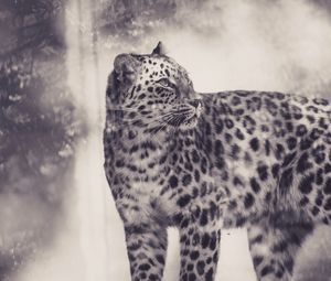 Preview wallpaper leopard, bw, predator, big cat