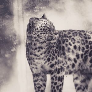 Preview wallpaper leopard, bw, predator, big cat