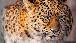 Preview wallpaper leopard, cat, big, snow, sad