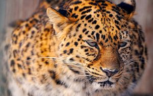 Preview wallpaper leopard, cat, big, snow, sad