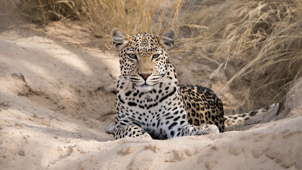 Wallpaper leopard, cheetah, glance, spots, big cat, animal