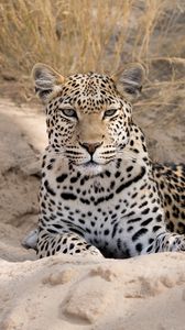 Preview wallpaper leopard, cheetah, glance, spots, big cat, animal