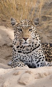 Preview wallpaper leopard, cheetah, glance, spots, big cat, animal