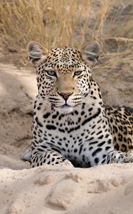 Preview wallpaper leopard, cheetah, glance, spots, big cat, animal