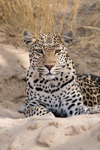 Preview wallpaper leopard, cheetah, glance, spots, big cat, animal