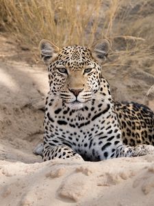 Preview wallpaper leopard, cheetah, glance, spots, big cat, animal