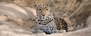 Preview wallpaper leopard, cheetah, glance, spots, big cat, animal