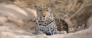 Preview wallpaper leopard, cheetah, glance, spots, big cat, animal