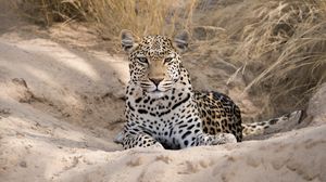 Preview wallpaper leopard, cheetah, glance, spots, big cat, animal