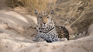 Preview wallpaper leopard, cheetah, glance, spots, big cat, animal