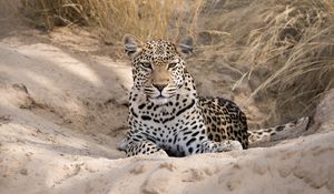 Preview wallpaper leopard, cheetah, glance, spots, big cat, animal