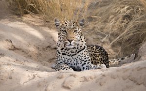 Preview wallpaper leopard, cheetah, glance, spots, big cat, animal