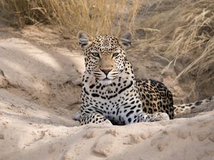 Preview wallpaper leopard, cheetah, glance, spots, big cat, animal