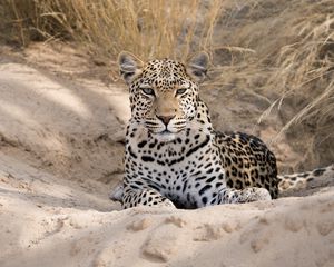 Preview wallpaper leopard, cheetah, glance, spots, big cat, animal