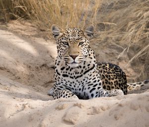 Preview wallpaper leopard, cheetah, glance, spots, big cat, animal
