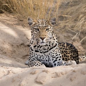 Preview wallpaper leopard, cheetah, glance, spots, big cat, animal